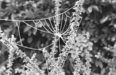 spiderman :)
neopan 400 & om20
