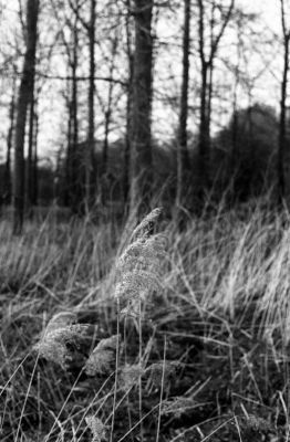 img447.jpg