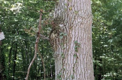 img457.jpg