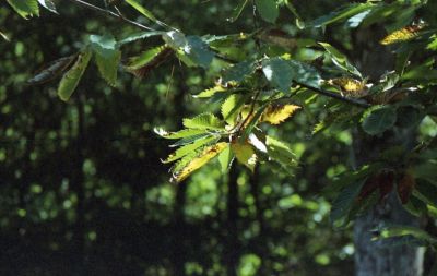 img549s.jpg