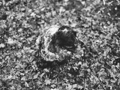camouflage
en promenade pause photo ^.^
