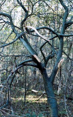 scan247.jpg