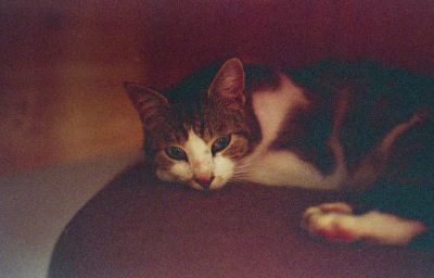 scan343-2.jpg