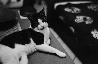 Léon
Léon
Mots-clés: chat