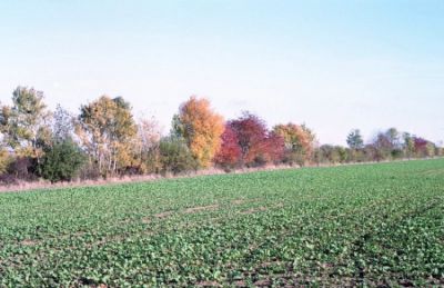 automne
