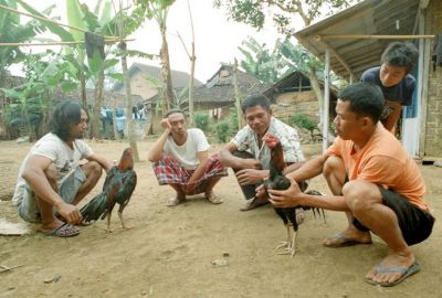 coq
