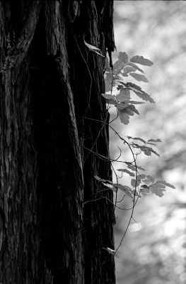 Sequoia
