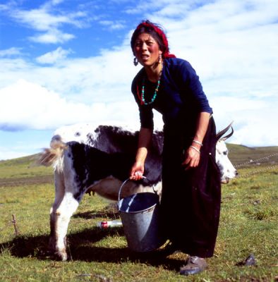 Soko
