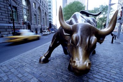 bull
