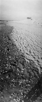 plage 2 arbres
Mots-clés: panoramique plage