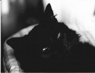 Titie
chat
