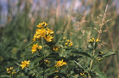 07_Provia100F_08.jpg