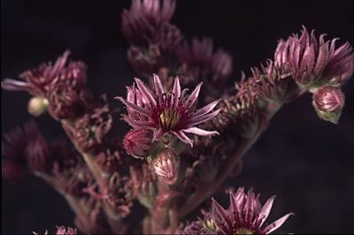 Joubarbe Provia
