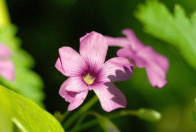 Oxalis
