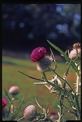 08_Velvia50_03.jpg
