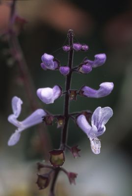 plante_01.jpg