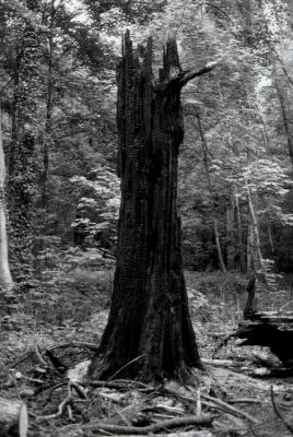 arbre_brulé_low.jpeg
