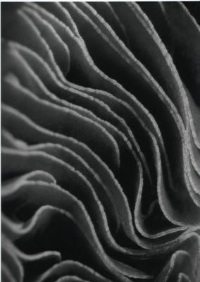 volutes_low.jpeg