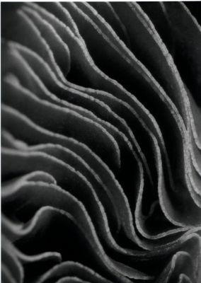 volutes_low~0.jpeg