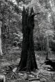 arbre_brulé_low.jpeg