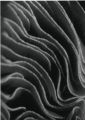volutes_low.jpeg