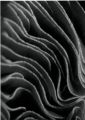 volutes_low~0.jpeg