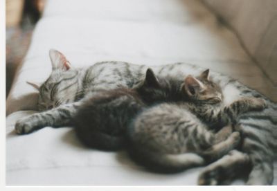 Mes chats2
