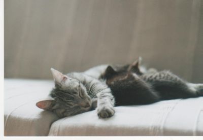 Mes chats
