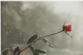 Rose_des_neiges.jpg
