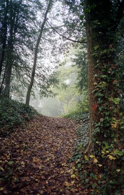 Yashica T5 - Kodak Portra 400 VC
