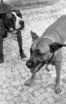 Contax Aria - Carl Zeiss Planar 50mm f/1,4 - Ilford HP5+ & Xtol
