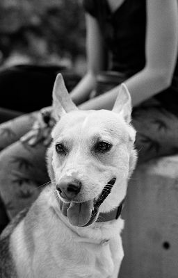 Contax Aria - Carl Zeiss Planar 50mm f/1,4 - Ilford HP5+ & Xtol
