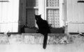 gatoventana.jpg