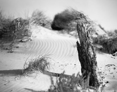 dune

