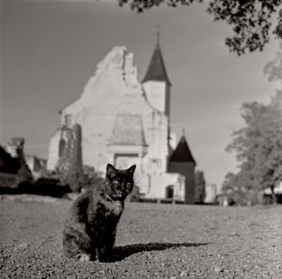 Chat Chinon
