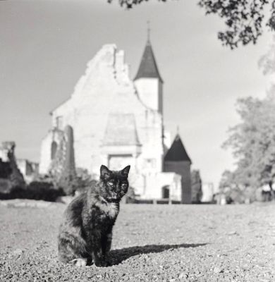chat au château de Chinon
