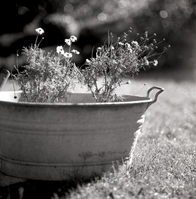 Dans mon jardin 
Biometar 120mm f2,8
Mots-clés: biometar 120