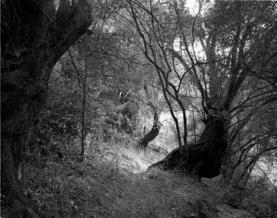 chemin Corse
