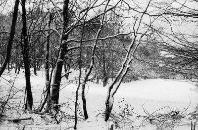 Fomapan 400
