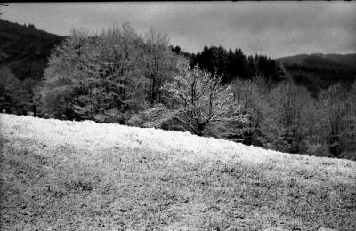 Kodak plus X
