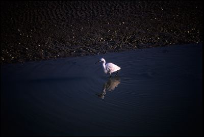 aigrette.jpg