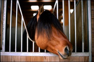 cheval.jpg