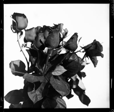 Le bouquet
La toute premiere de mon tout premier film 120
