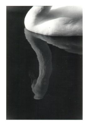 cygne 
Charance
Hautes alpes
Minolta X700 100mm
Ilford PanF

