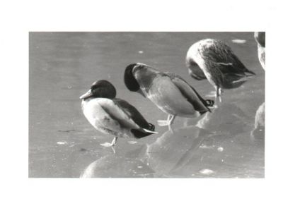 3 canards
Charance Hautes Alpes
Minolta X700 50mm
Ilford PanF
