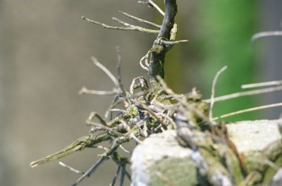 Arbres, fleurs
Mots-clés: arbre bois