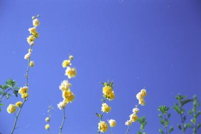 Mots-clés: Fleur
