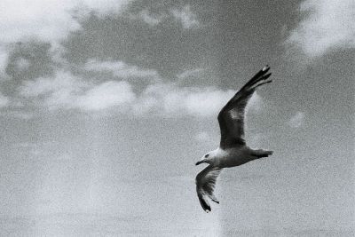 Mouette.JPG