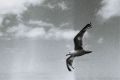 Mouette.JPG