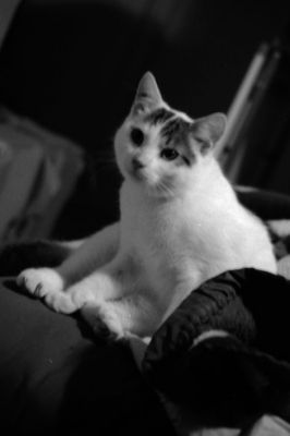 img085.jpg